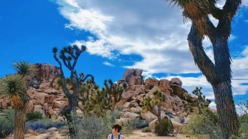 Joshua Tree National Park + Nixon Presidential Library and Museum 1-daagse tour