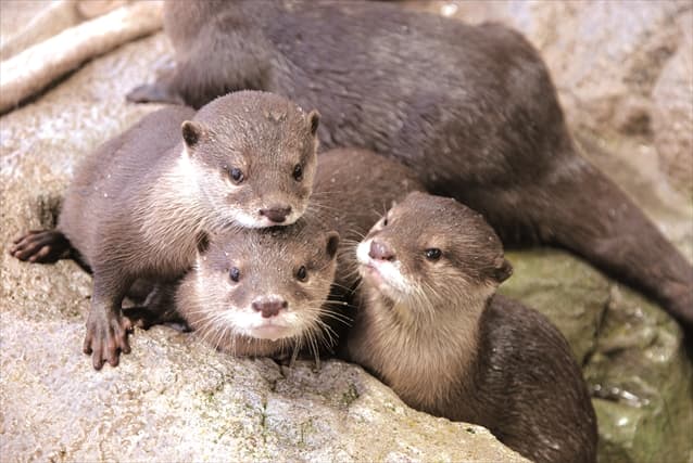 Enoshima Aquarium