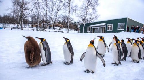 Jednodniowa wycieczka po Hokkaido, Japonia: Asahiyama Zoo / Wodospad Shirahige / Słynne drzewo w Biei / Wycieczki po Furano