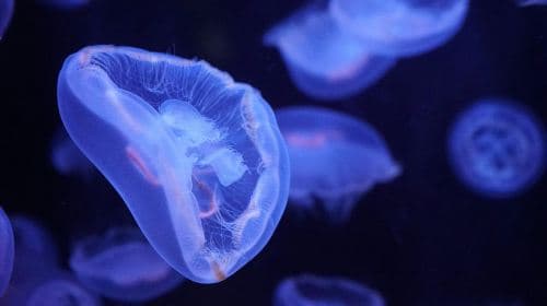 Aquarium de Paris Child (3-12)