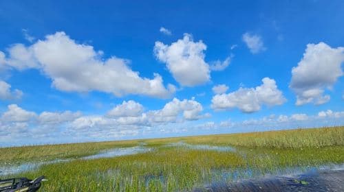 Everglades: tour giornaliero in idroscivolante con trasporto incluso
