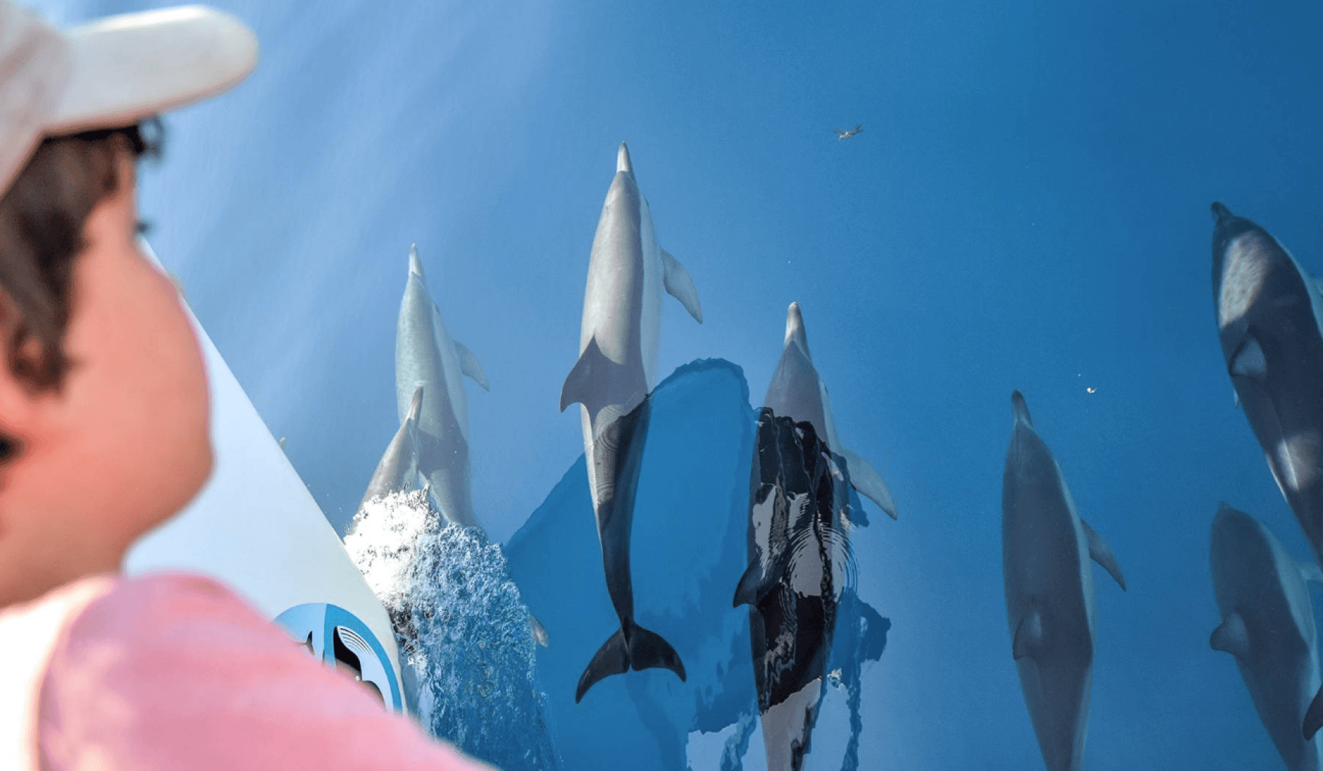 Auckland Whale and Dolphin Safari | New Zealand