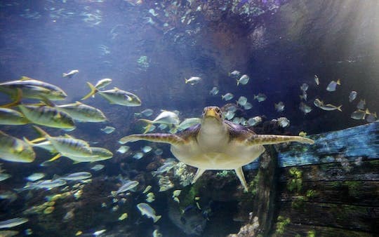 SEA LIFE Timmendorfer Strand tickets