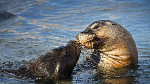 Dolphin, Sea Lion and Penguin Island Cruise