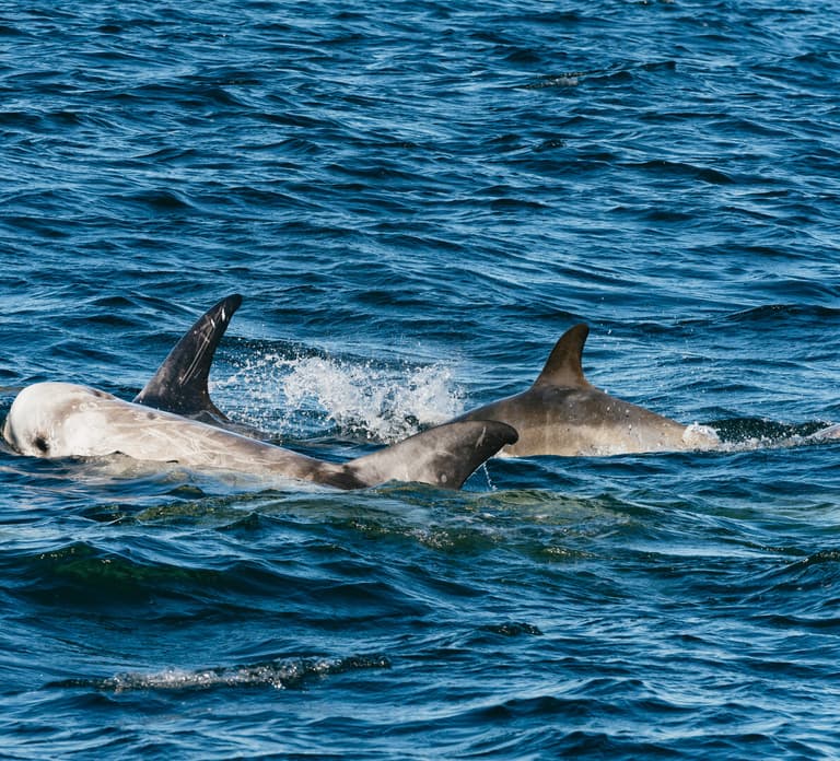 Monterey Bay: Whale Watching Tour
