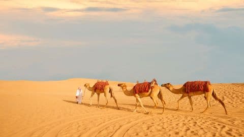 Safari Noturno no Deserto em Abu Dhabi com Jantar em Base Compartilhada