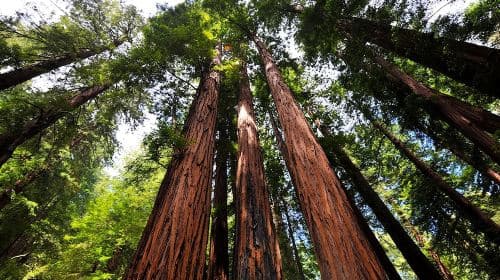 Muir Woods and Sausalito Morning Tour Small-Group Half Day Day Tours