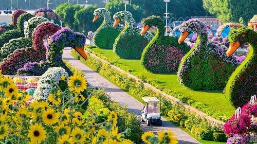 Ingressos para o Dubai Miracle Garden