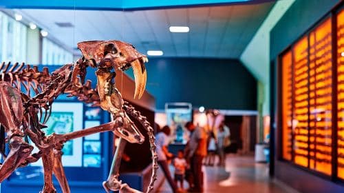 La Brea Tar Pits and Museum Admission Ticket with Excavator Tour Day Tours