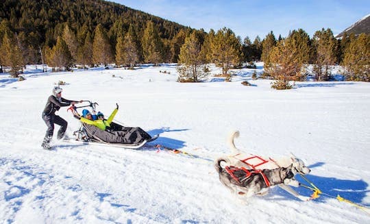 Mushing Experience in Grau Roig