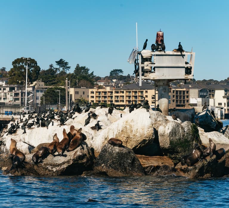 Monterey Bay: Whale Watching Tour