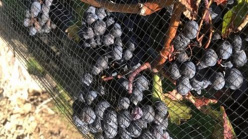 Toronto: Private Wine Tour to Niagara-on-the-Lake Day Tours