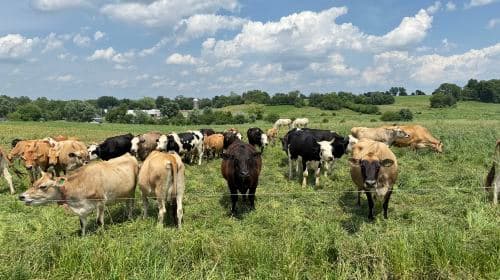PHILADELPHIA AND THE AMISH COUNTY FULL DAY TOUR Day Tours