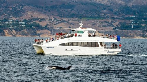 San Pedro: West Harbor LA Dolphin & Whale Watching Cruise Day Tours