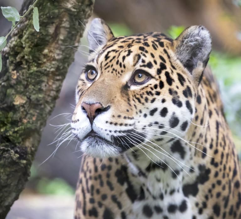 Amsterdam Zoo Entry Ticket: Lions, Elephants, Giraffes&More