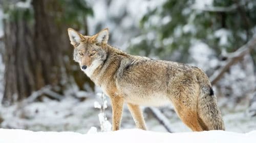 Stati Uniti: tour di 1 giorno dello Yosemite National Park + escursione tra le sequoie giganti [partenza da San Francisco | guida in lingua straniera] Tour giornalieri