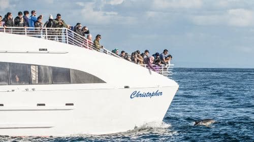 San Pedro: West Harbor LA Dolphin & Whale Watching Cruise Day Tours