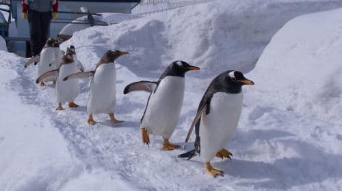 Otaru Aquarium, kolej linowa i filmowa wycieczka autokarowa z Sapporo