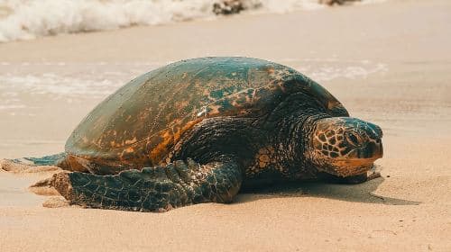 Oahu Unveiled: Tailored Luxury Private Island Tour Day Tours