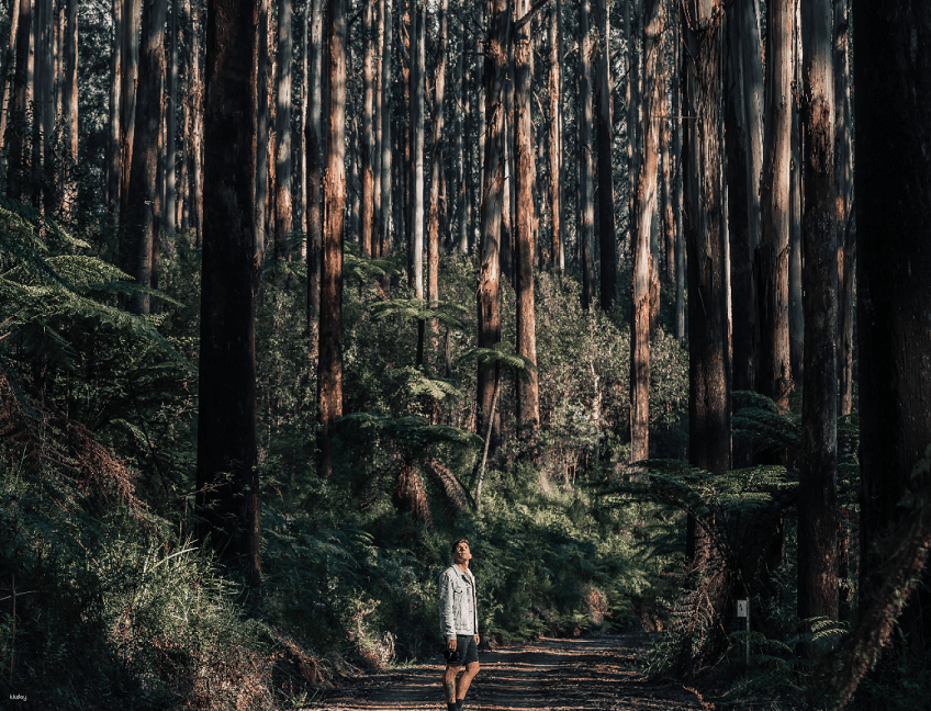 Puffing Billy & Wildlife Tour from Melbourne | Victoria