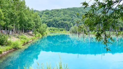 Hokkaido Asahiyama Zoo + Shirogane Blue Pond (Aoiike) + Shirahige Waterfall + Ningle Terrace 1-day tour Day Tours