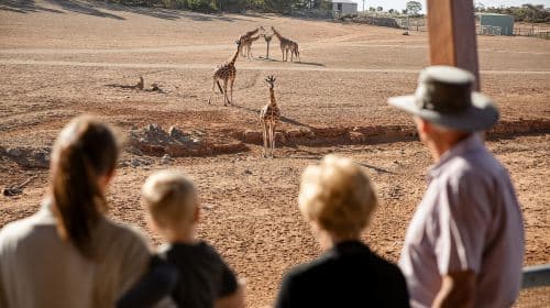 Monarto Safari Park: Ingressos para Admissão Geral e Passeios de Dia