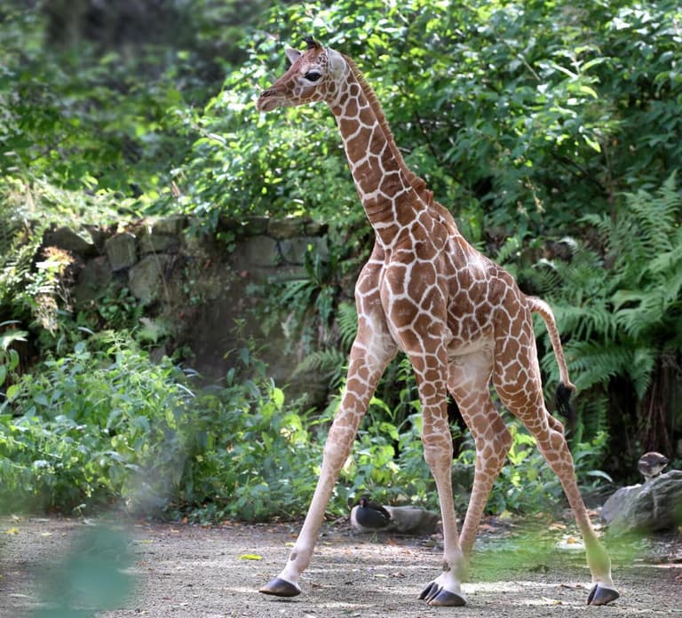 Amsterdam Zoo Entry Ticket: Lions, Elephants, Giraffes&More