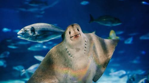Barcelona: Hop-On Hop-Off Bus & Aquarium Tour Day Tours