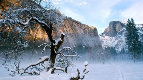 Verenigde Staten Yosemite National Park + Giant Sequoia wandeltocht van 1 dag [vertrek vanuit San Francisco | meertalige gids] Dagtochten