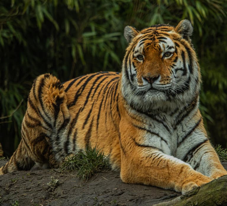 Eindhoven Zoo Entry Ticket