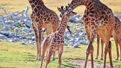 Phoenix Zoo