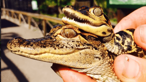 Everglades: Sawgrass Park Airboat Adventure Package Dagtochten