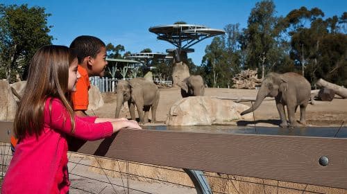 San Diego Zoo: bilet jednodniowy – zwiedzanie w dowolnym dniu
