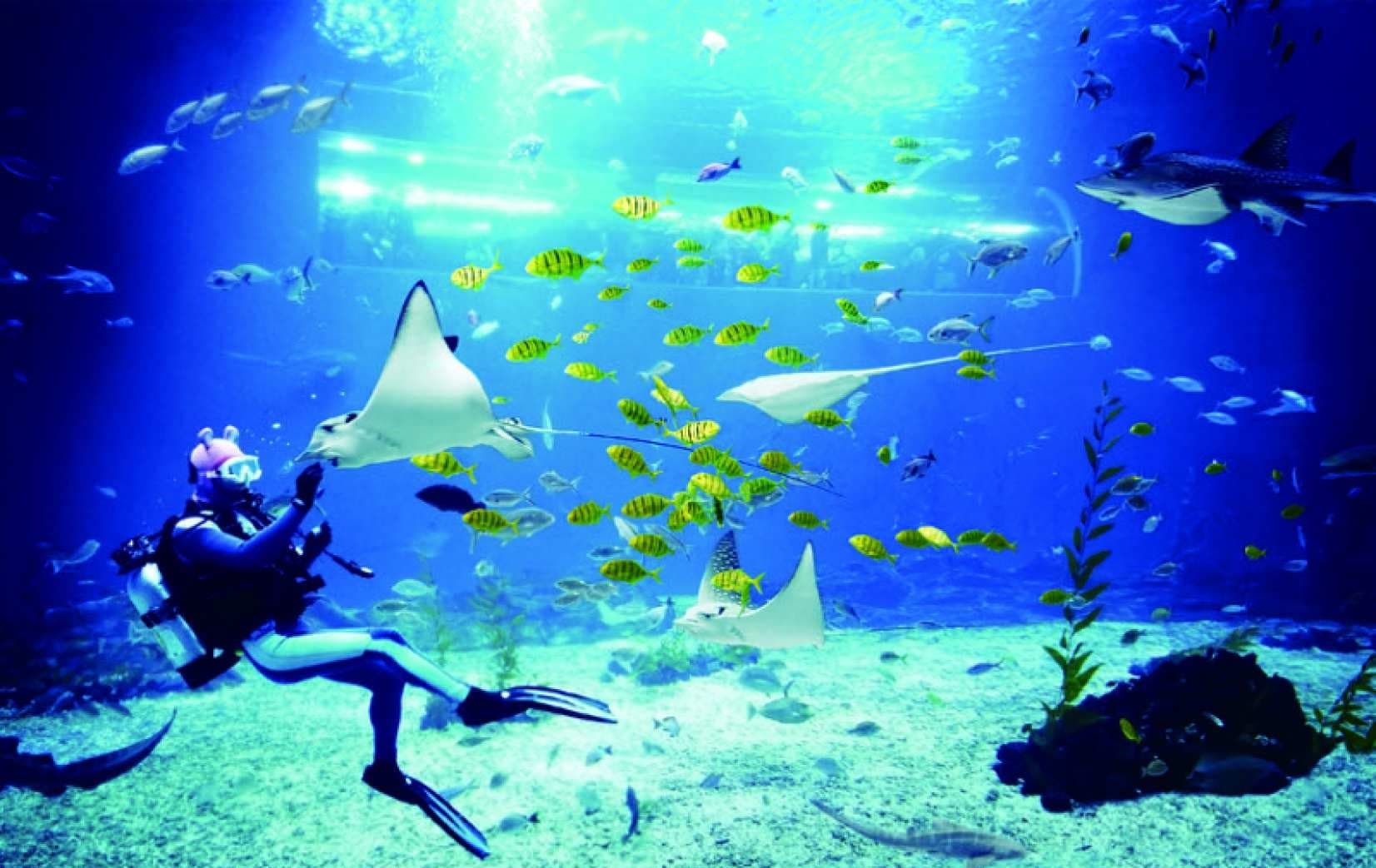 [Apenas para NÃO coreanos] Ingresso para o Aqua Planet Jeju