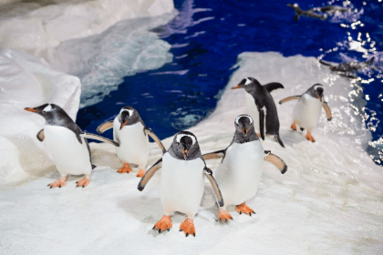 SEA LIFE Kelly Tarlton's