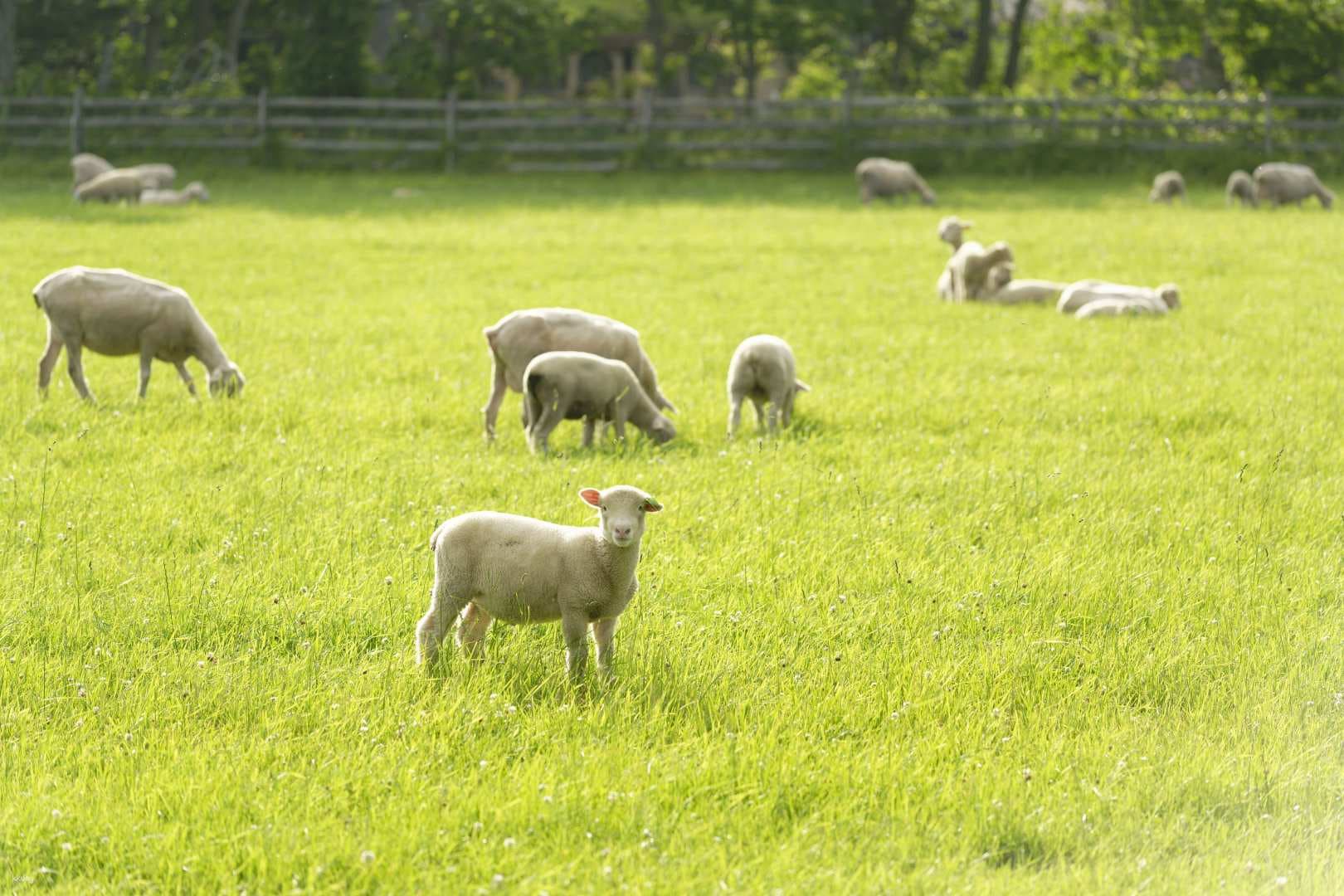 Ecorin Village Galaxy 'Ginga' Gardens & Animal Farm 'Midori no Makiba' Admission Ticket | Eniwa City, Hokkaido