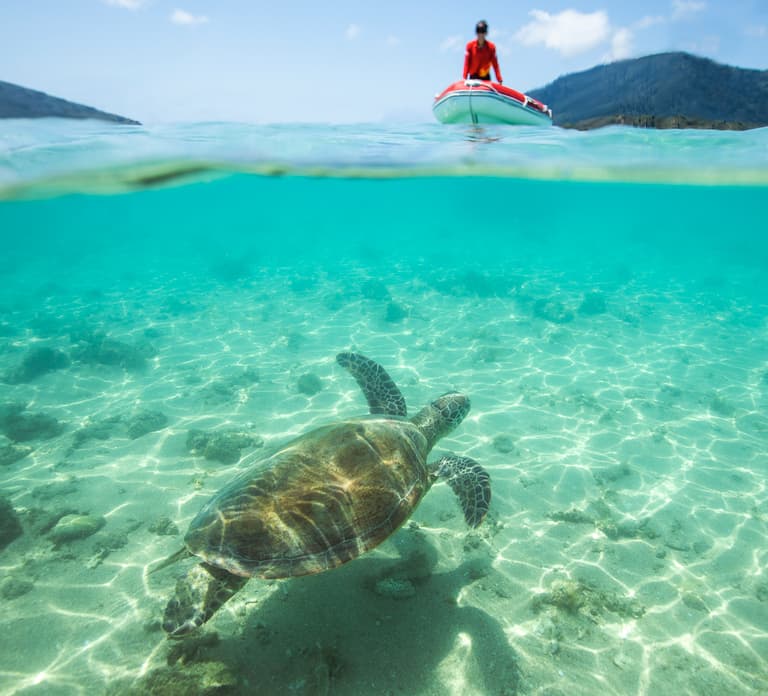 Airlie Beach: Whitehaven Full-Day Eco-Cruise with Buffet