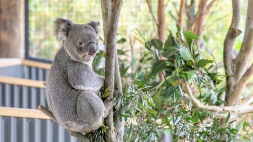 Sydney Zoo
