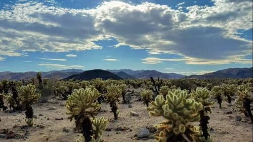 Joshua Tree National Park + Nixon Presidential Library and Museum 1-daagse tour