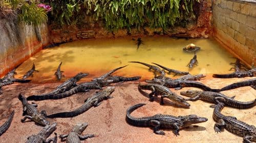 Everglades Airboat Adventure & Biscayne Bay Cruise Day Tours