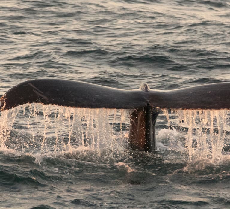 Monterey: Whale Watching Tour with A Marine Guide