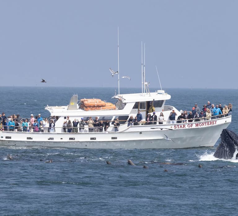 Monterey: Monterey Bay Dolphin and Whale Watching Boat Tour