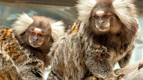 Out of Africa Wildlife Park: Toegangsticket