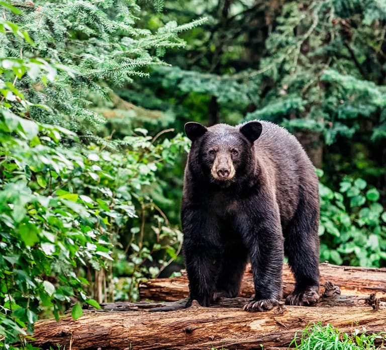 South Lake Tahoe: Sightseeing Cruise of Emerald Bay