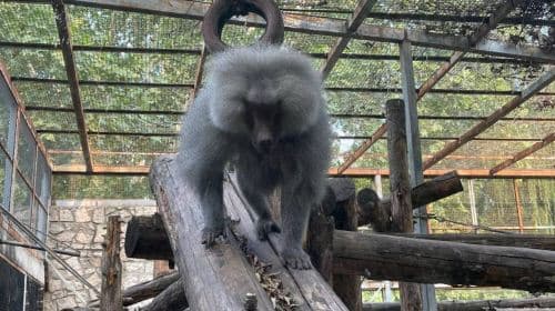 Beijing Zoo + Summer Palace one-day tour