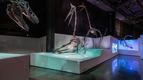 Houston Museum of Natural Science General Admission Day Tours