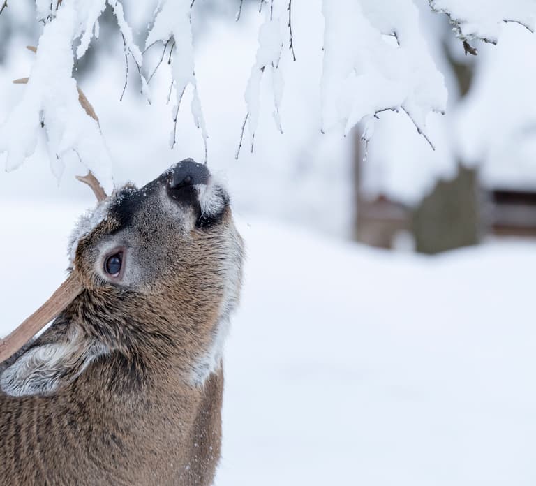 Rovaniemi: Day at Ranua Wildlife Park Arctic Zoo