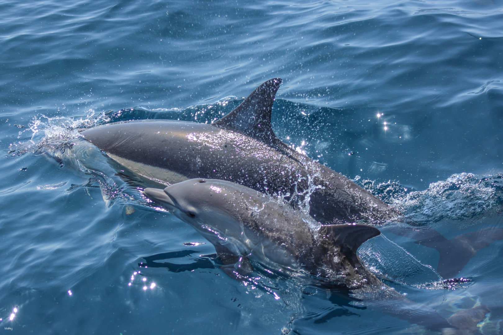 Auckland Whale and Dolphin Safari | New Zealand