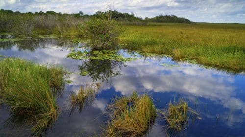 Everglades Airboat Adventure & Biscayne Bay Cruise Day Tours