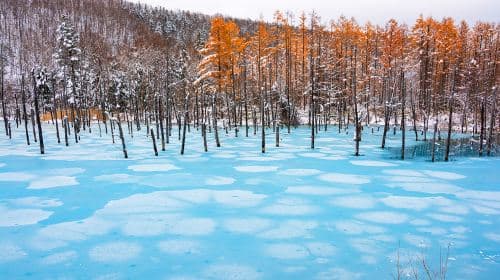 Jednodniowa wycieczka do Hokkaido Asahiyama Zoo, Ningle Terrace i Shirogane Blue Pond (Aoiike) (wyjazd i powrót do Sapporo) Wycieczki jednodniowe